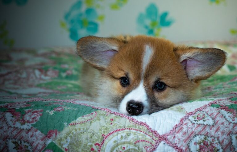 99exch Review: Innovative Trading Platform, Partnerships, and Growth Opportunities